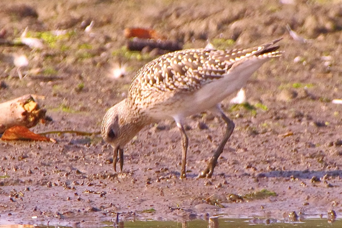 Black-bellied Plover - Lowell Goudge