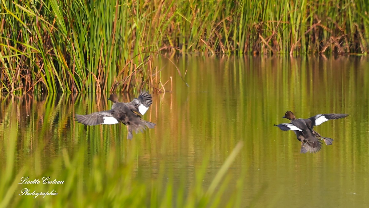 Common Goldeneye - ML623948479