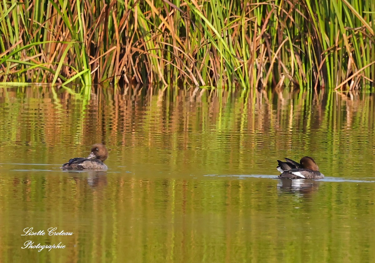 Common Goldeneye - ML623948480