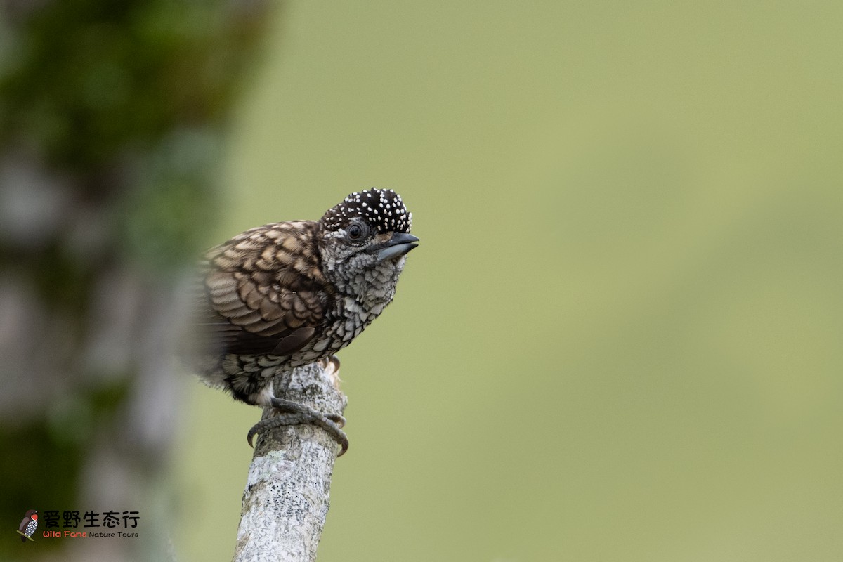 Scaled Piculet - ML623948491