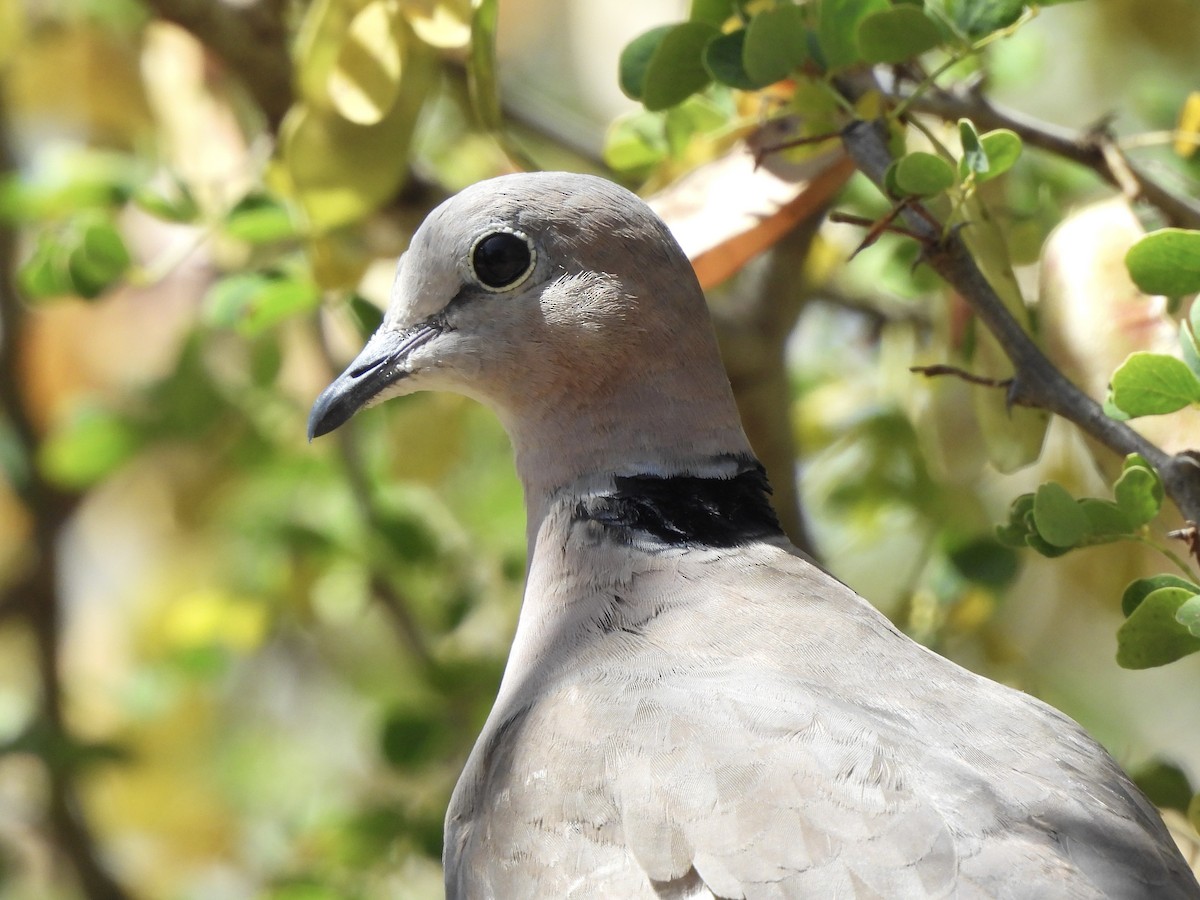 Ring-necked Dove - Adrián Colino Barea