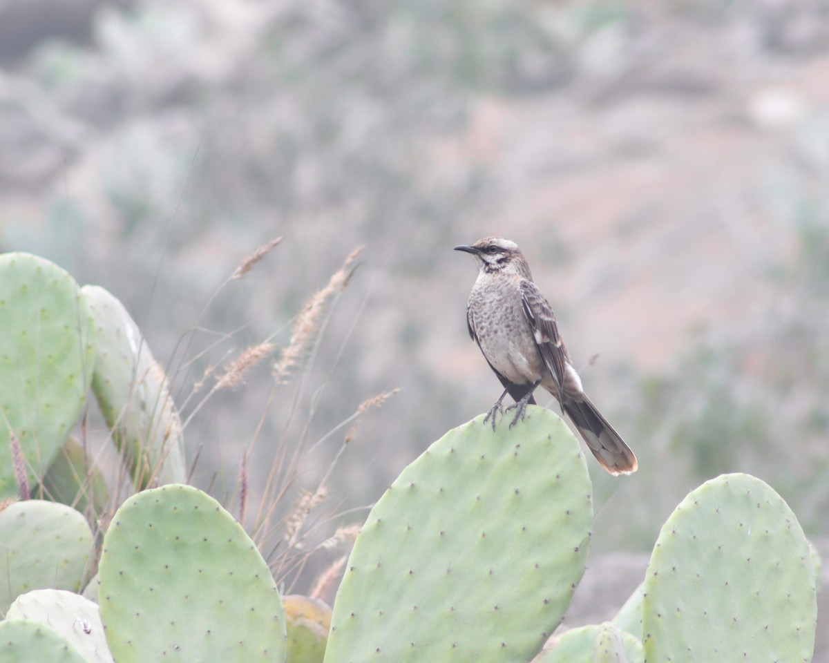 Long-tailed Mockingbird - ML623948523