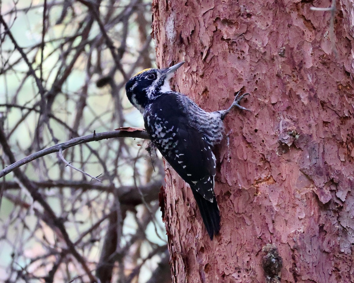 American Three-toed Woodpecker - Laura Moth