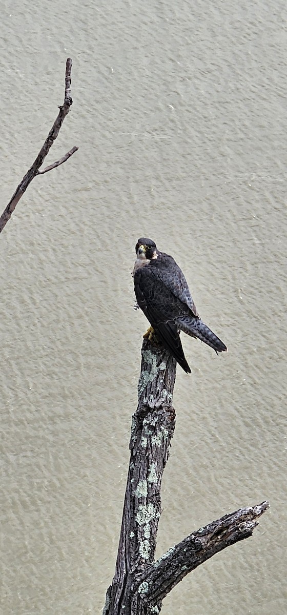 Peregrine Falcon - ML623948525