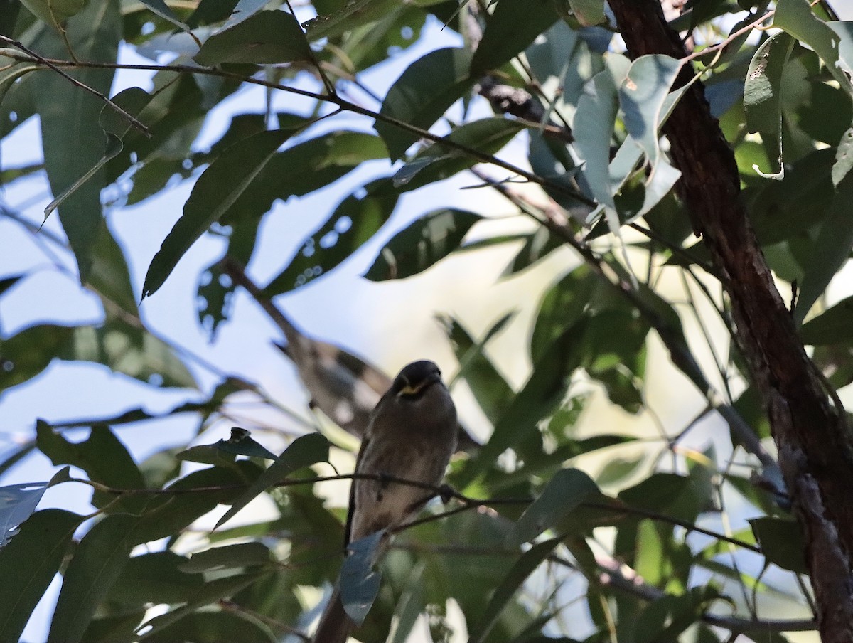 Yellow-faced Honeyeater - ML623948526