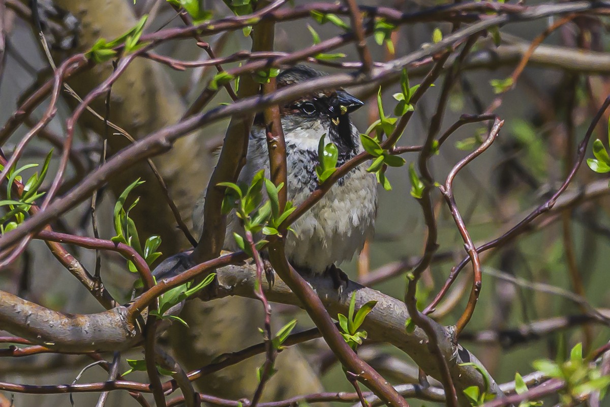 House Sparrow - ML623948559