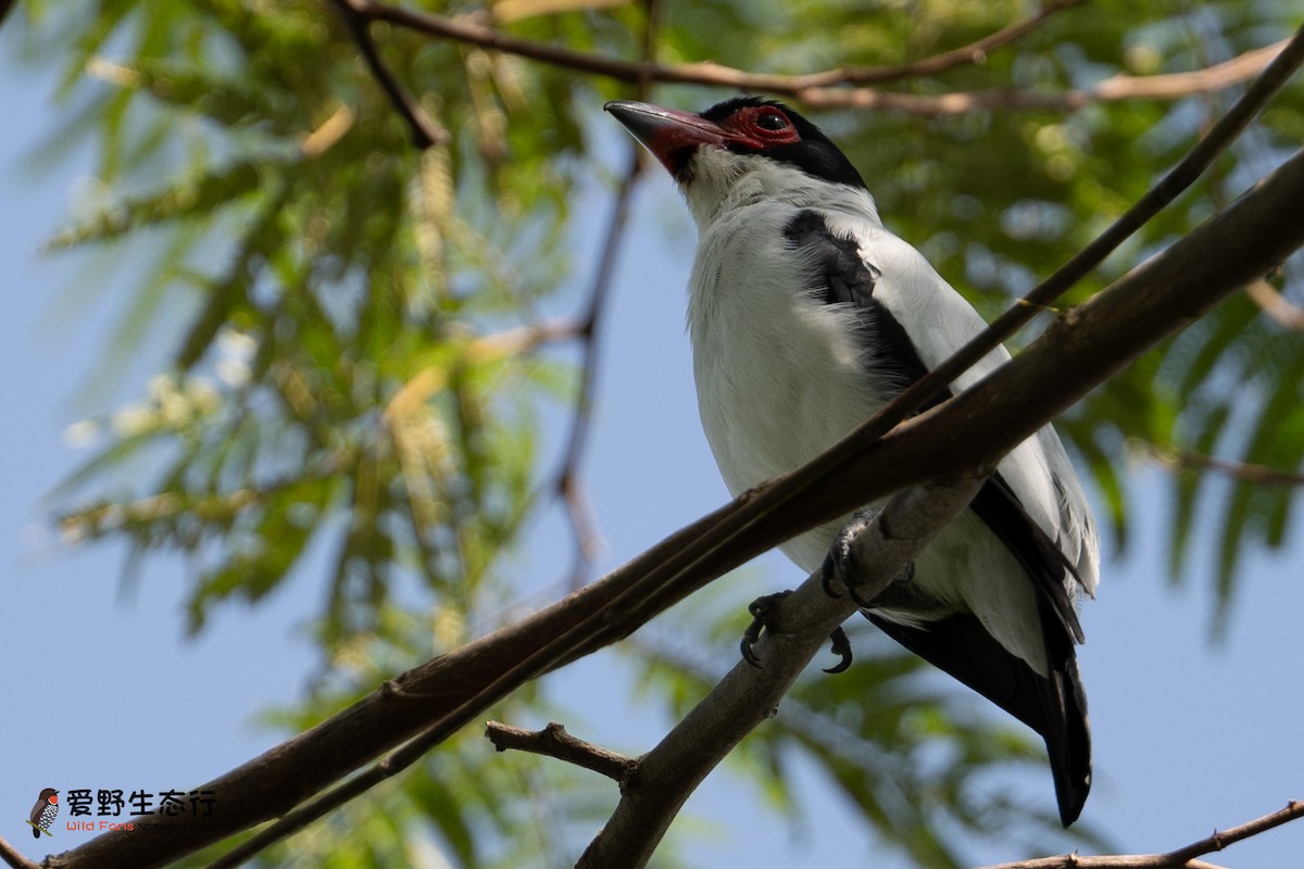 Black-tailed Tityra - ML623948583