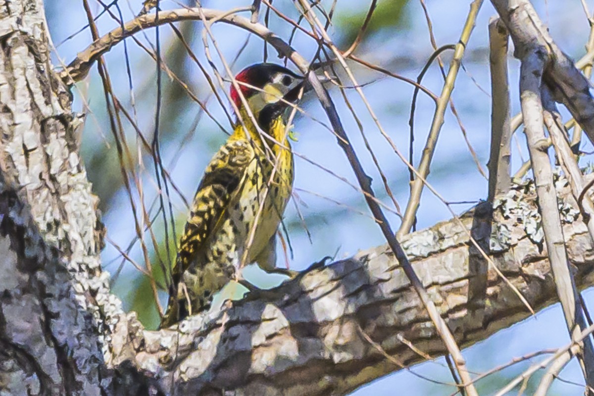 Green-barred Woodpecker - Amed Hernández