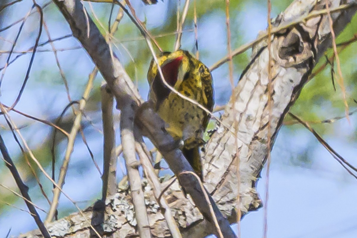 Green-barred Woodpecker - ML623948593