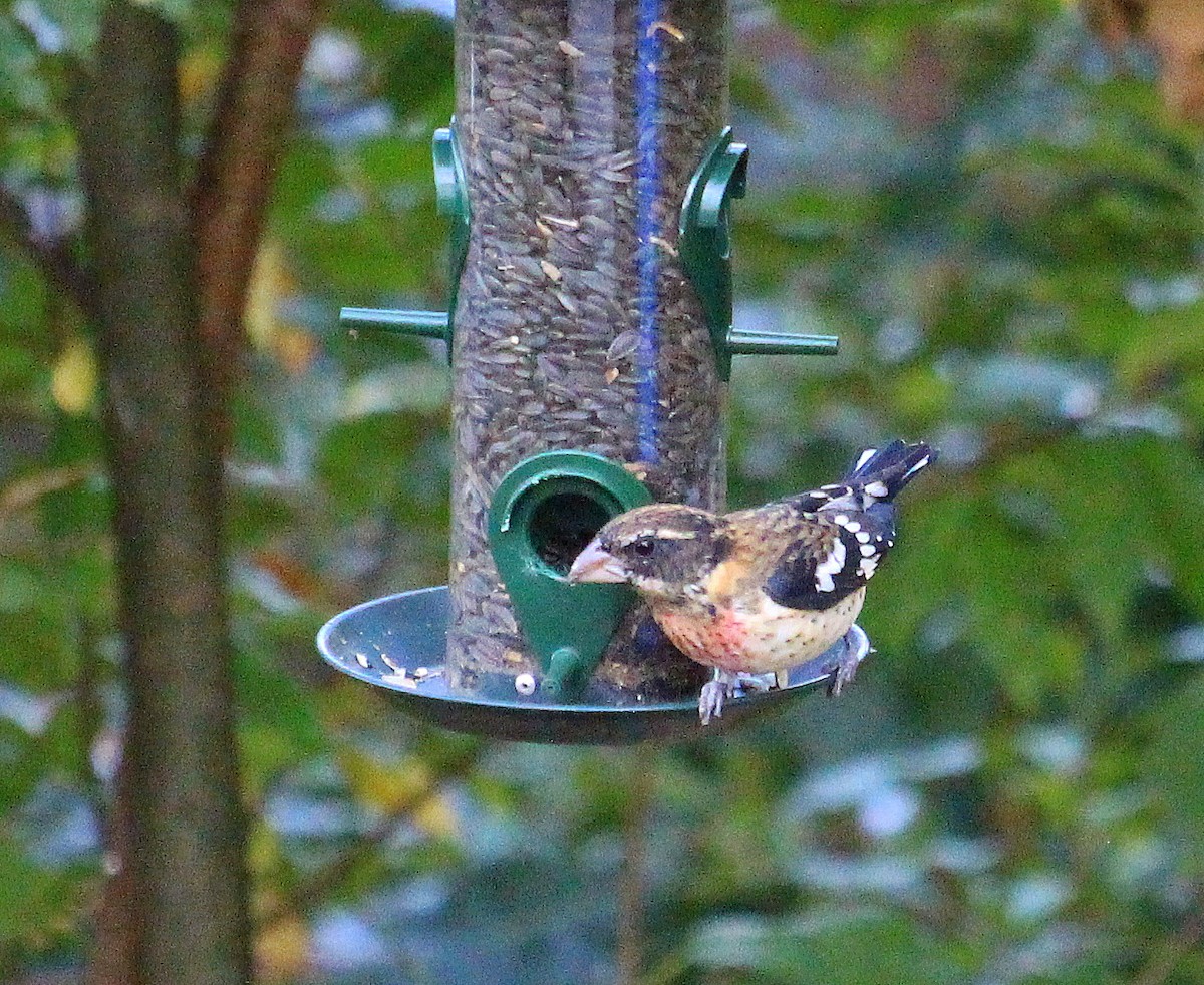 Rose-breasted Grosbeak - ML623948594