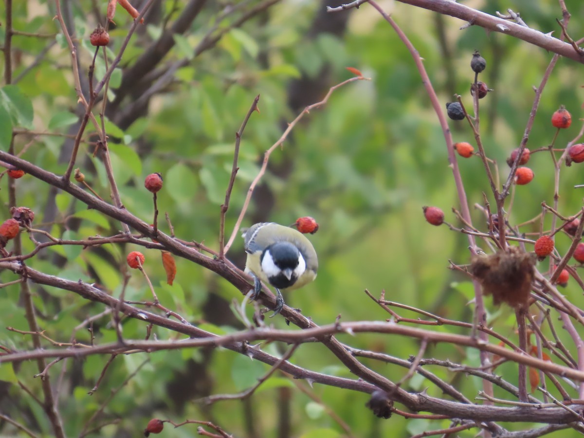 Great Tit - Lyubomir Profirov