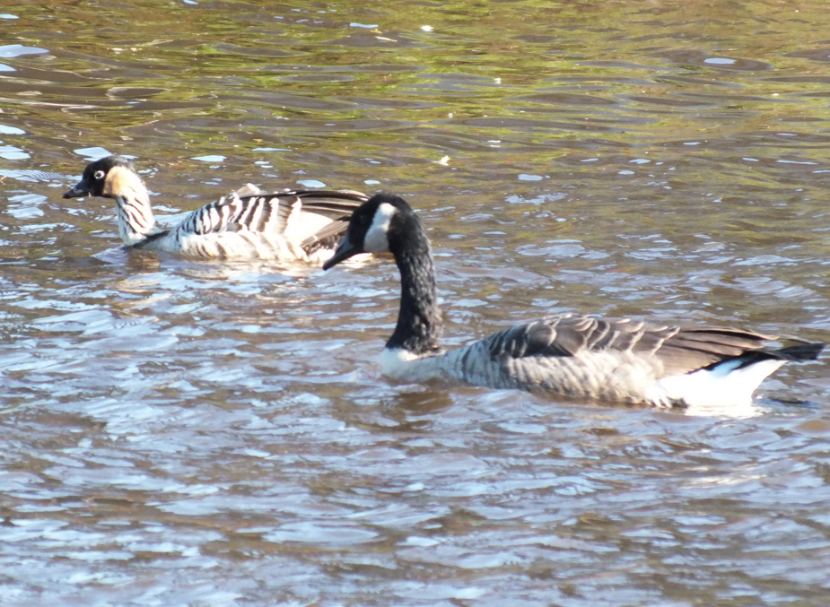 Hawaiian Goose - ML623948618