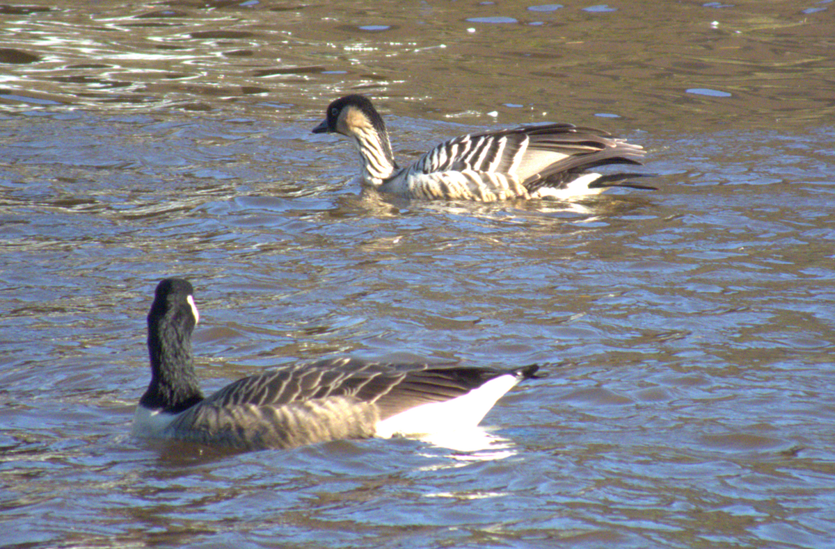 Hawaiian Goose - ML623948619