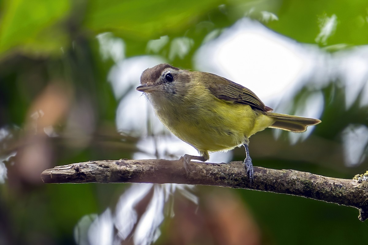 Brown-capped Vireo - ML623948621