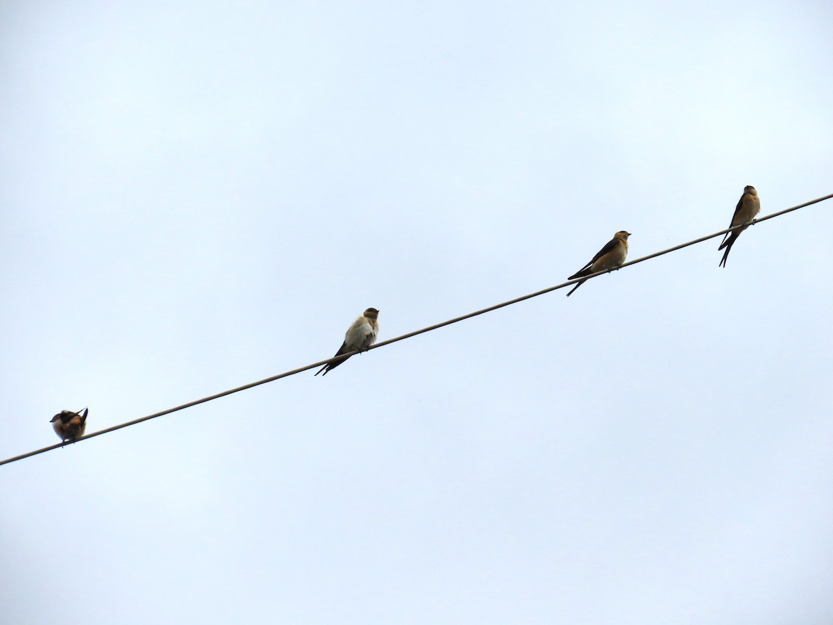 Red-rumped Swallow - ML623948622