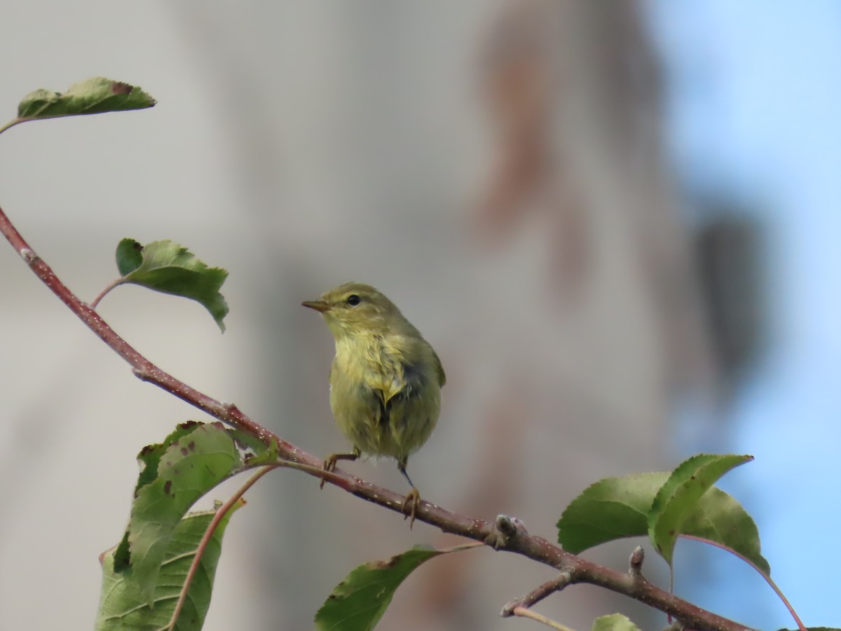 Willow Warbler - ML623948628