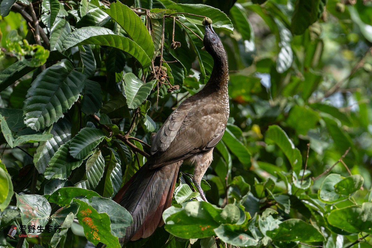 Chachalaca Moteada - ML623948629