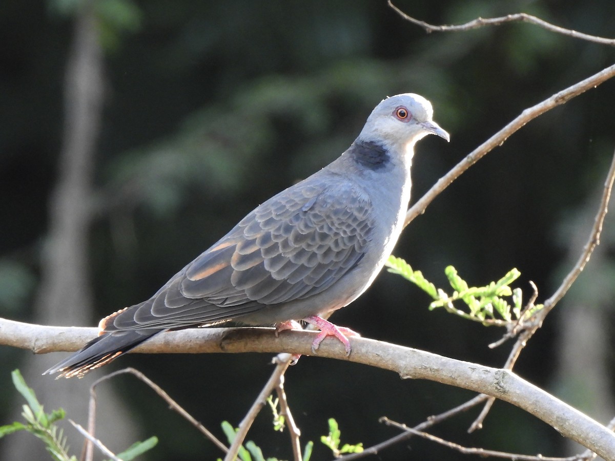 Dusky Turtle-Dove - Adrián Colino Barea