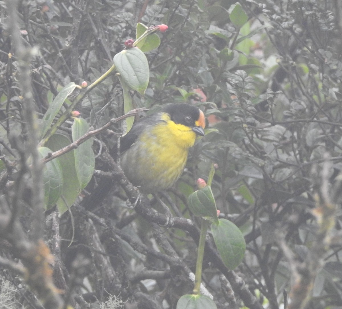 Pale-naped Brushfinch - ML623948643