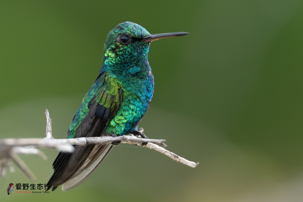 Glittering-throated Emerald - ML623948648