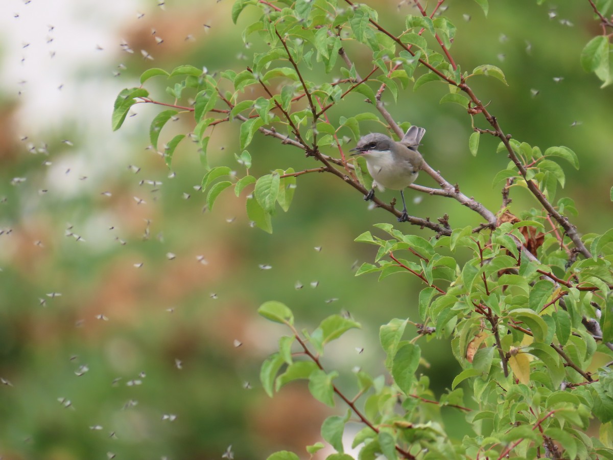 Lesser Whitethroat - ML623948656