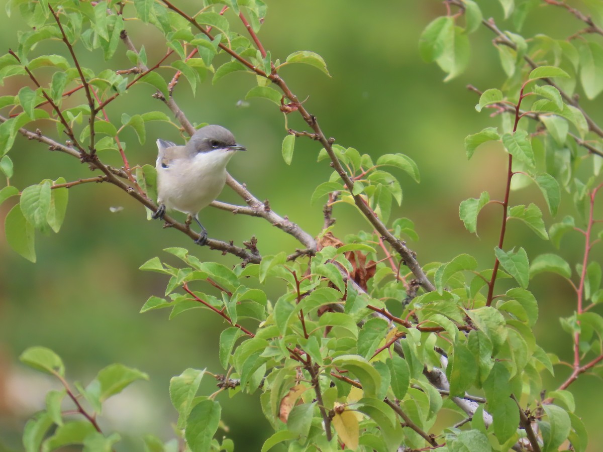 Lesser Whitethroat - ML623948657