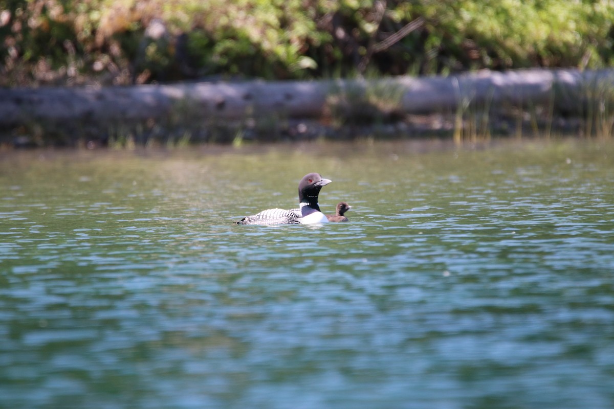 Common Loon - Roy Morris