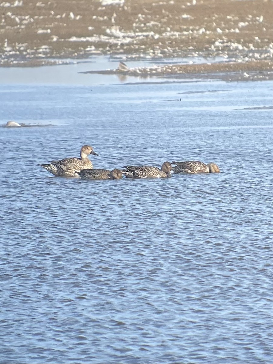 Northern Pintail - ML623948680