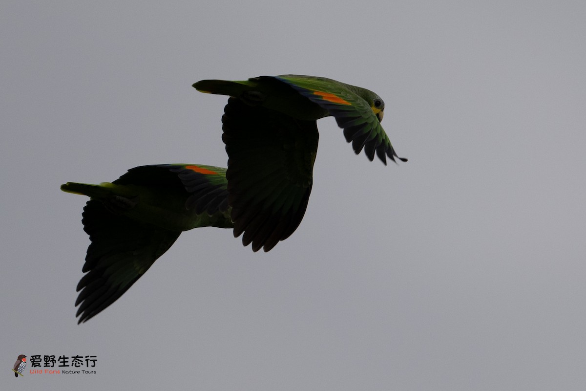 Orange-winged Parrot - ML623948682