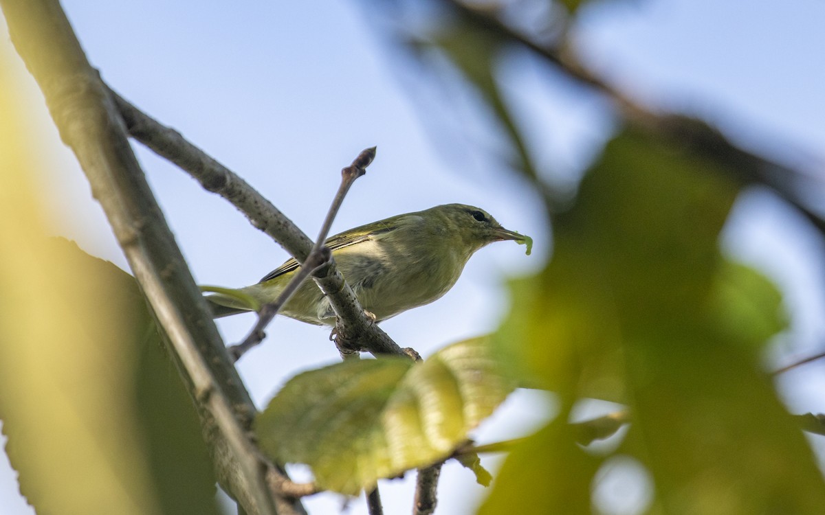 Tennessee Warbler - Edwin Wilke