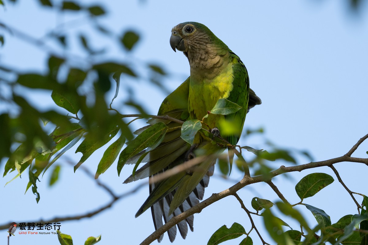 Brown-throated Parakeet - Shigui Huang