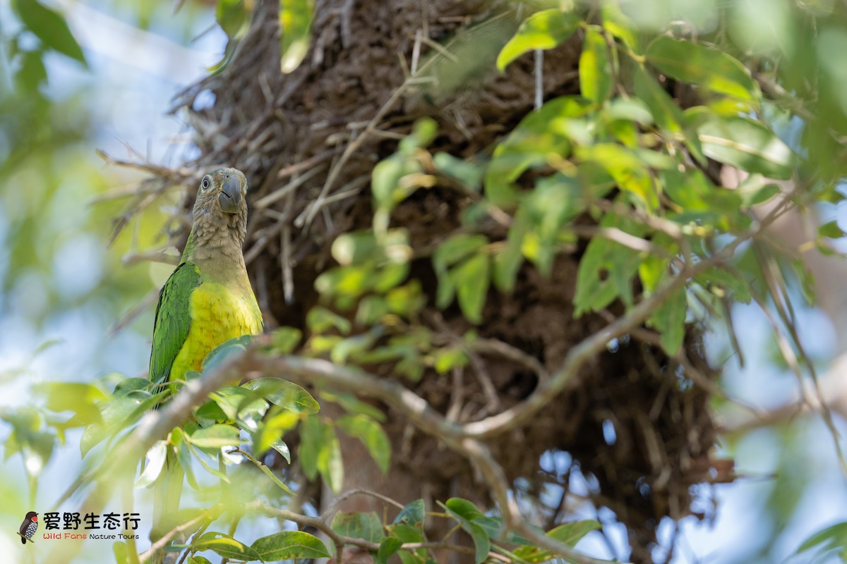 Brown-throated Parakeet - Shigui Huang