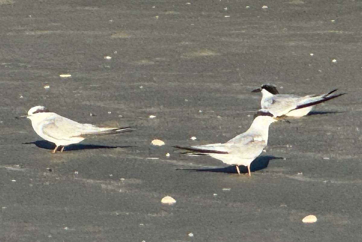 Least Tern - ML623948700