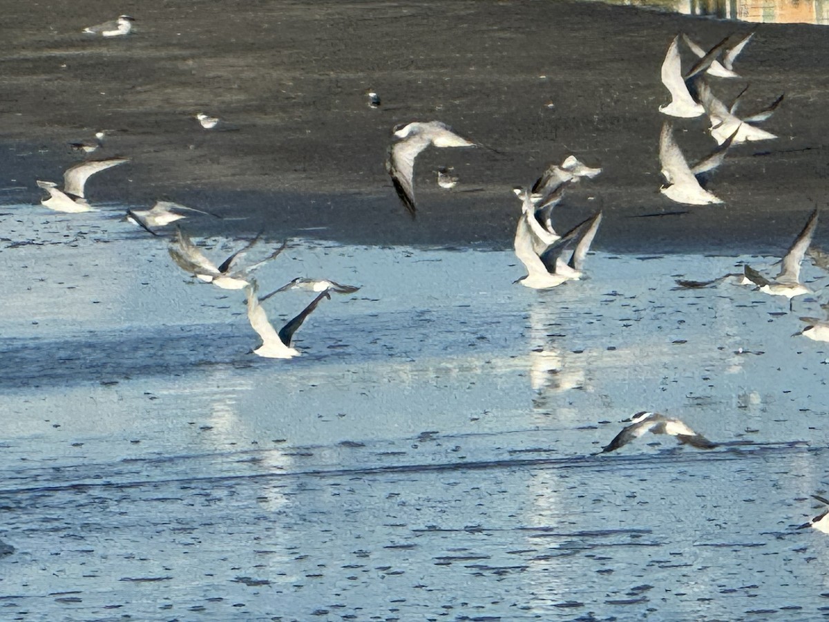 Least Tern - ML623948701