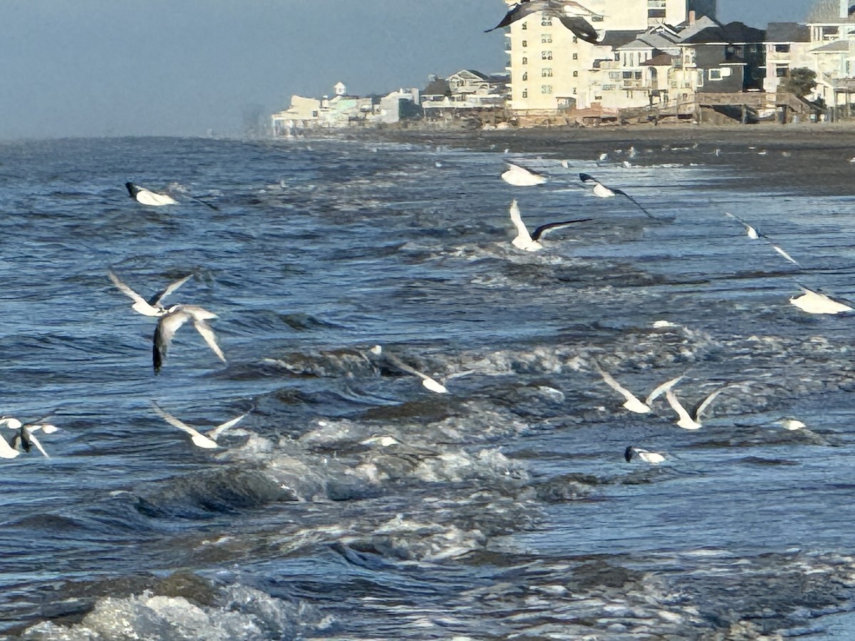 Least Tern - ML623948703