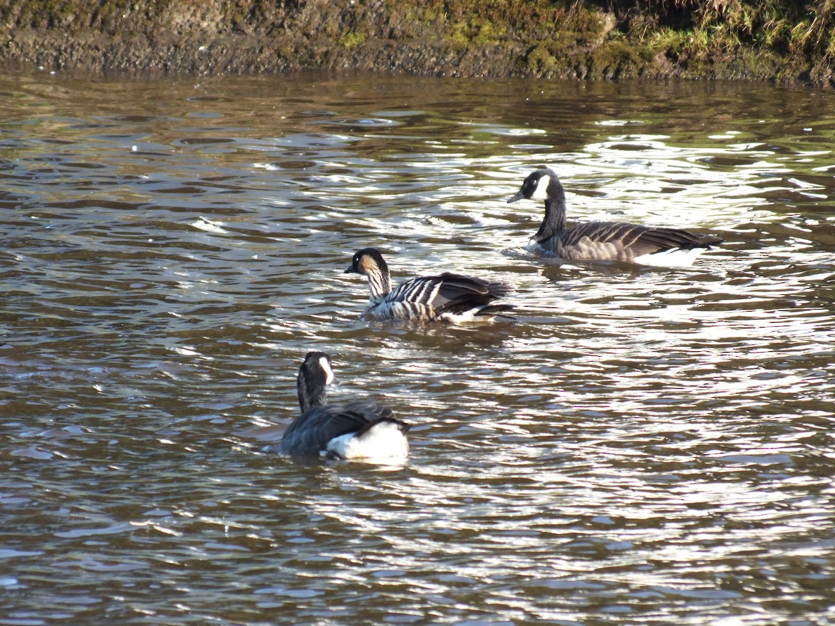 Hawaiian Goose - ML623948704