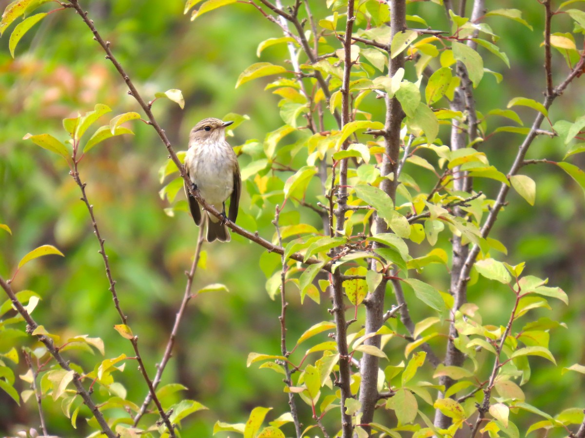 Spotted Flycatcher - ML623948709