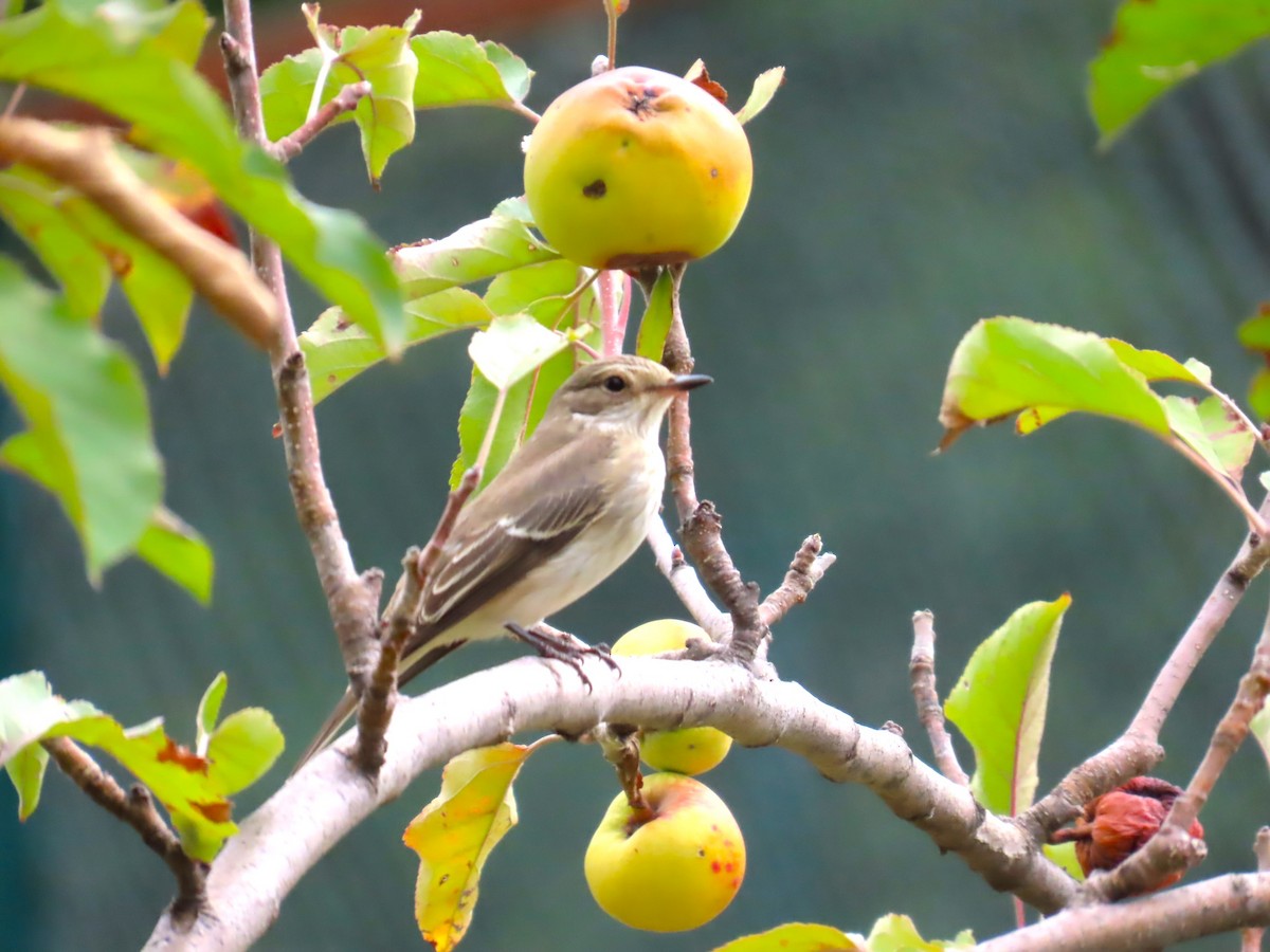 Spotted Flycatcher - ML623948710