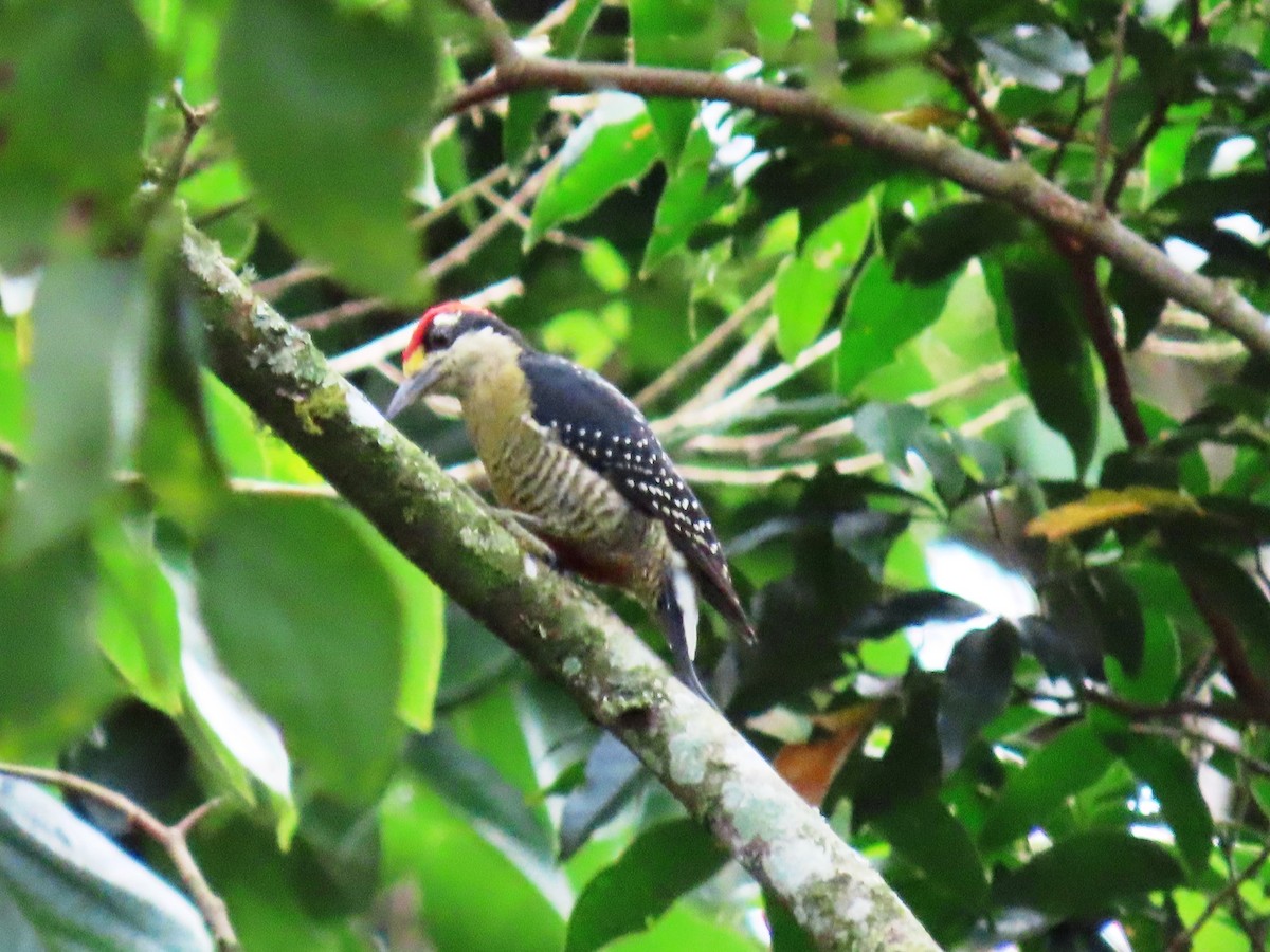 Black-cheeked Woodpecker - ML623948713