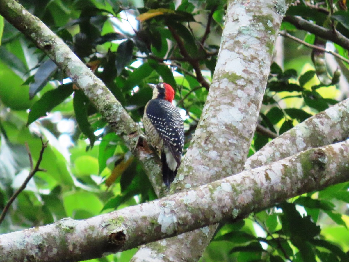 Black-cheeked Woodpecker - ML623948714