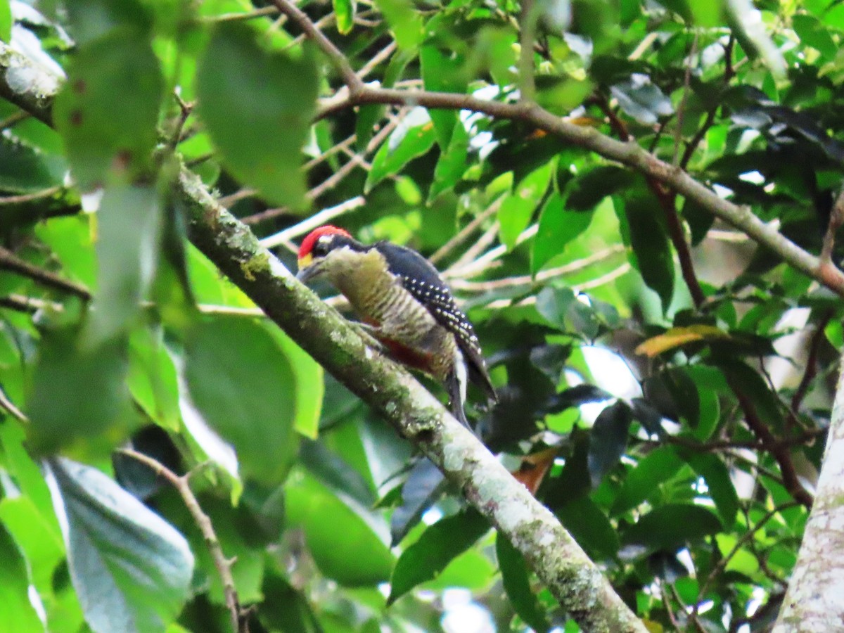 Black-cheeked Woodpecker - ML623948722