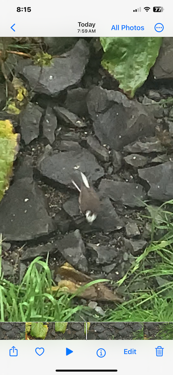 Dark-eyed Junco (Oregon) - ML623948726