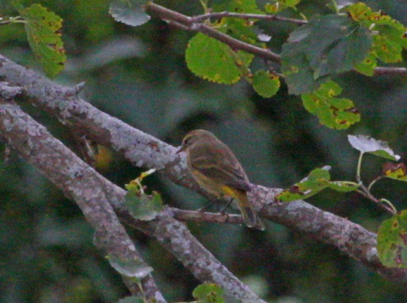 Paruline à couronne rousse - ML623948742