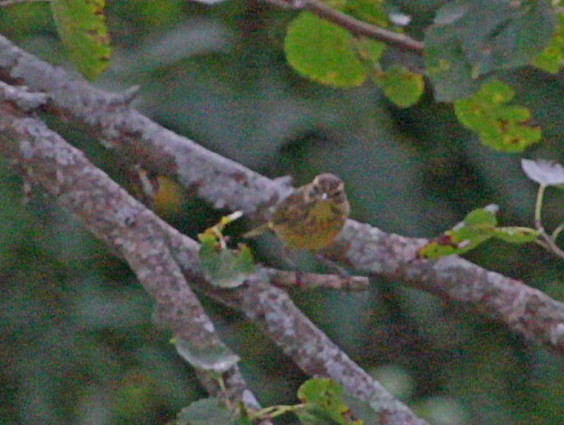 Paruline à couronne rousse - ML623948743