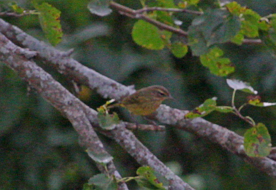 Paruline à couronne rousse - ML623948744