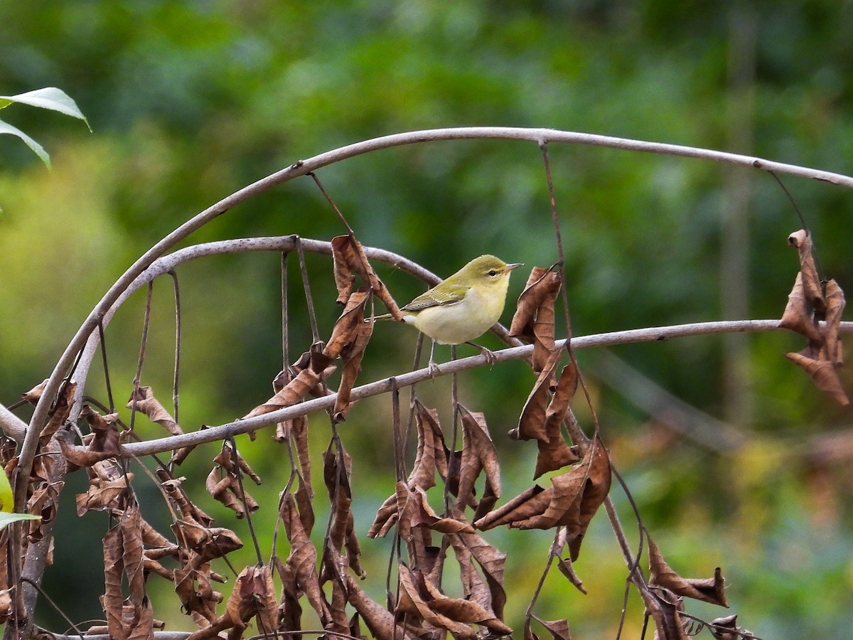 Tennessee Warbler - ML623948748