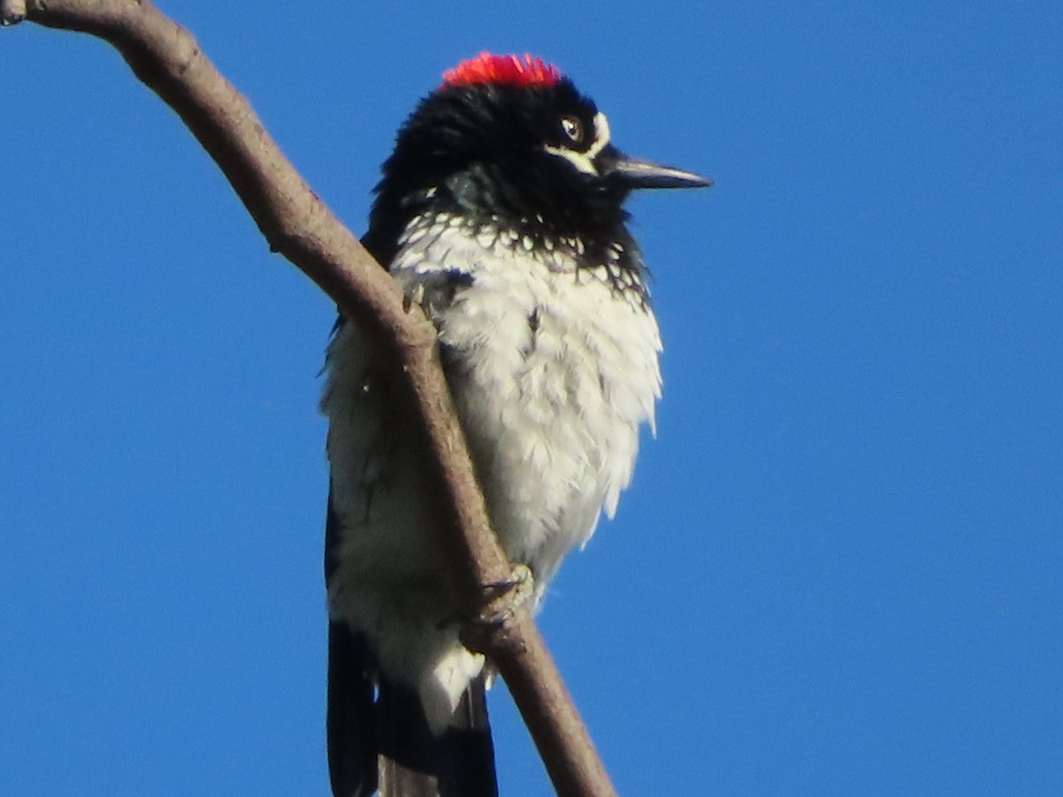 Acorn Woodpecker - ML623948759