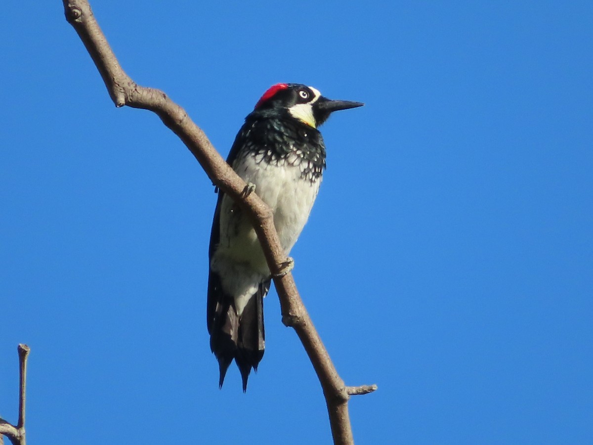 Acorn Woodpecker - ML623948760