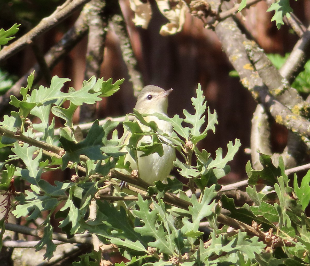 Warbling Vireo - ML623948766