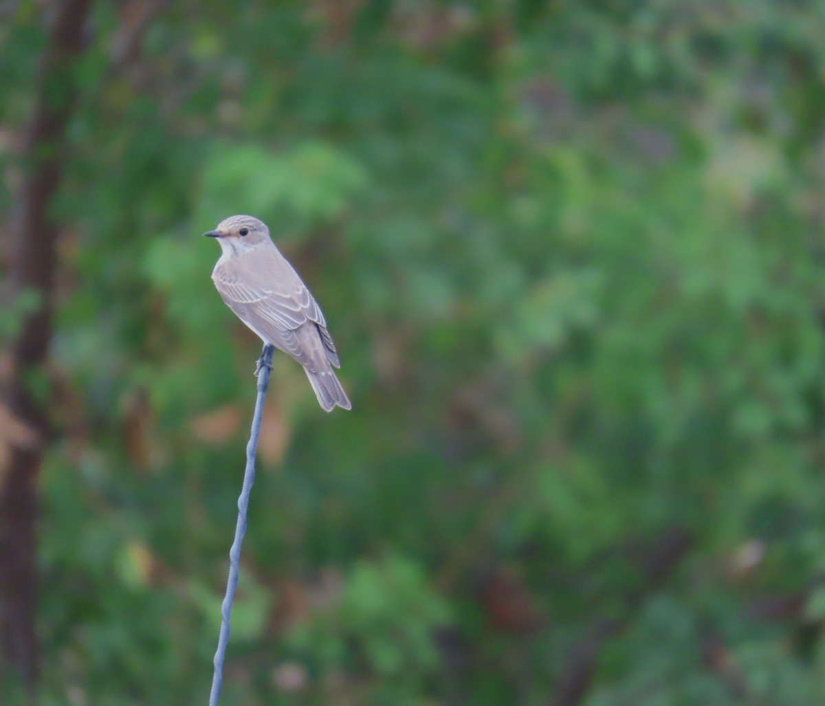 Spotted Flycatcher - ML623948768